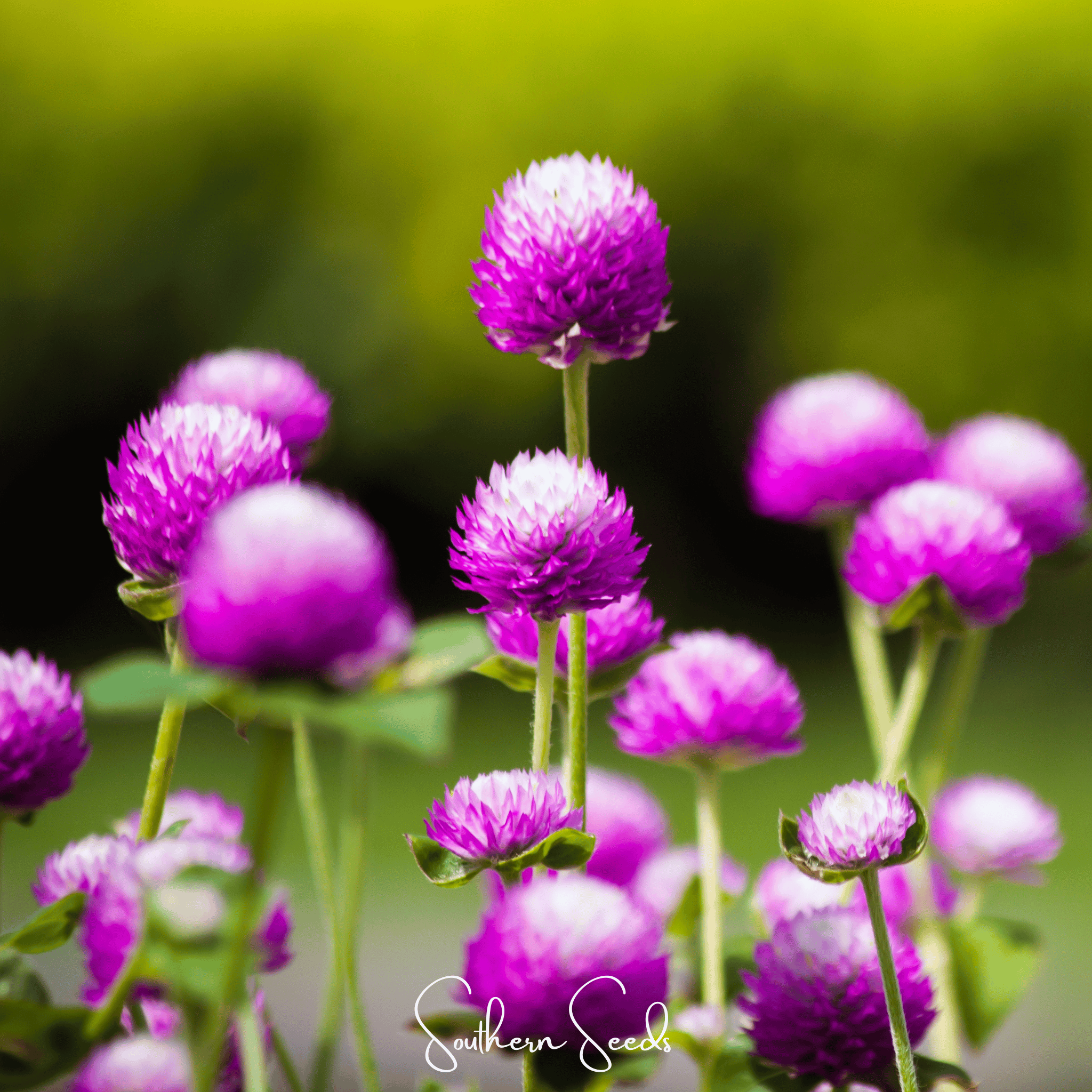 Globosa Mix Gomphrena – 50 Seeds | Seeds | Wiccan Center