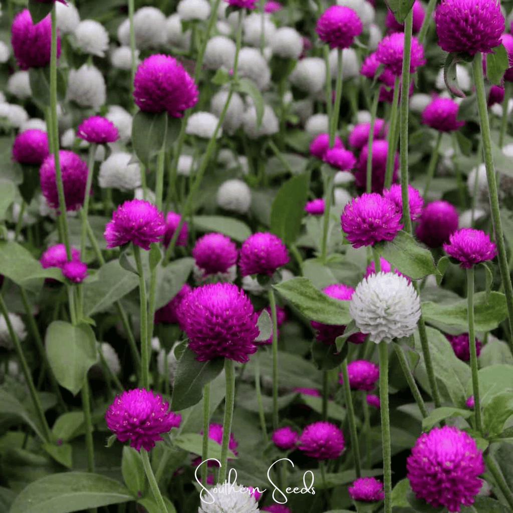 Globosa Mix Gomphrena – 50 Seeds | Seeds | Wiccan Center