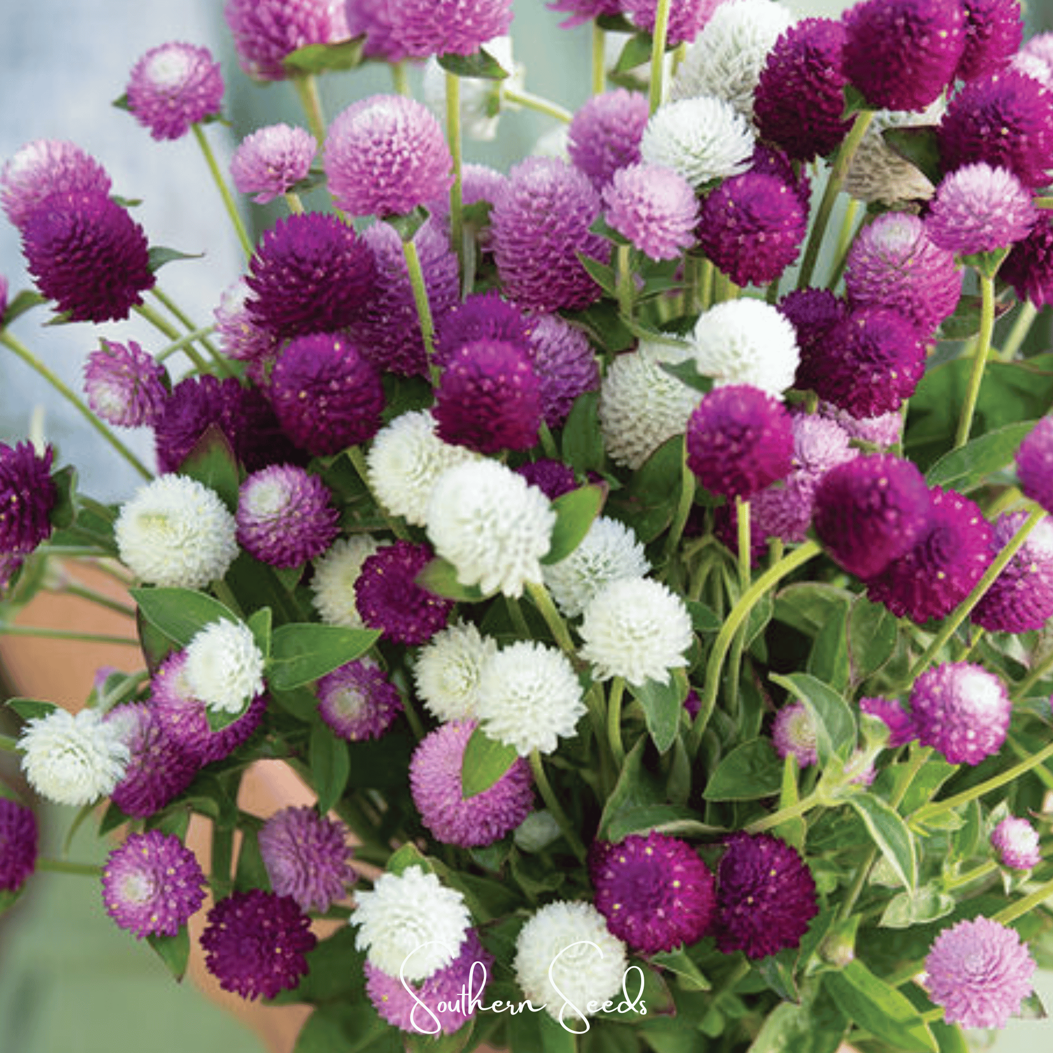Globosa Mix Gomphrena – 50 Seeds | Seeds | Wiccan Center