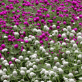 Globosa Mix Gomphrena – 50 Seeds | Seeds | Wiccan Center
