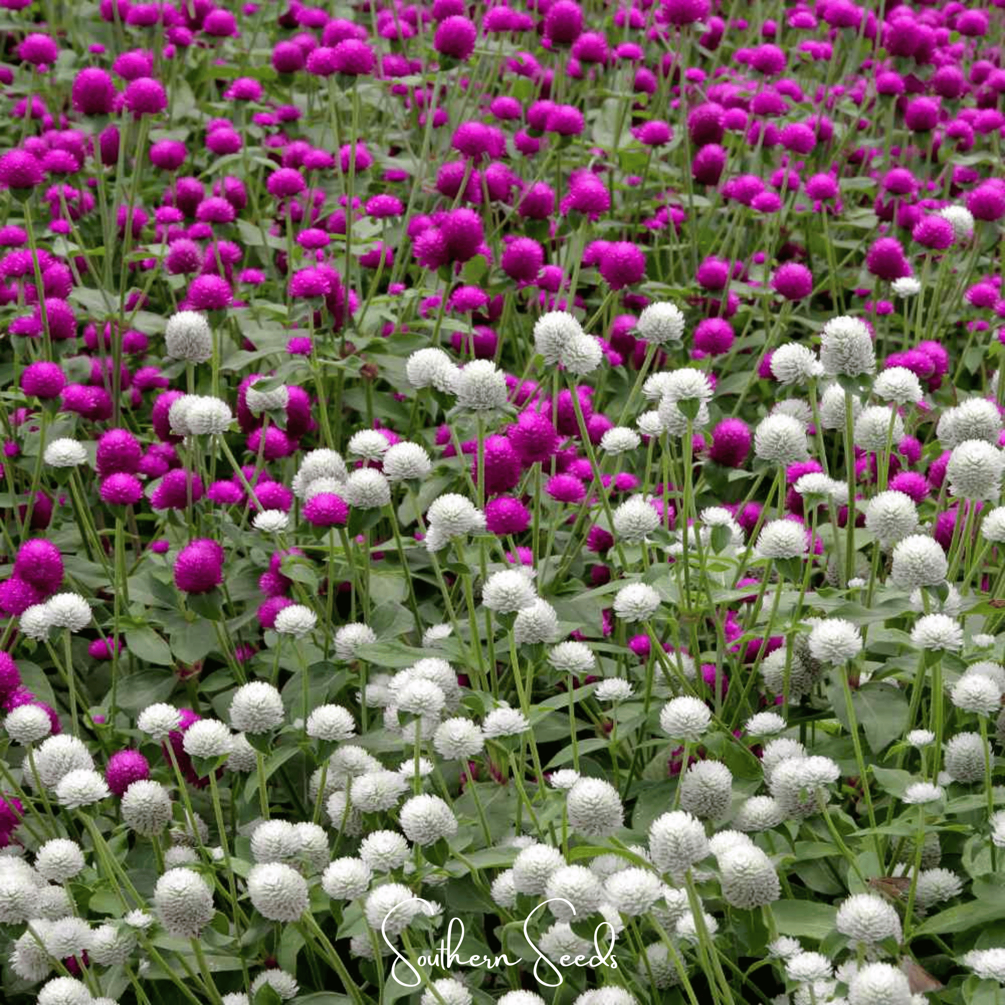 Globosa Mix Gomphrena – 50 Seeds | Seeds | Wiccan Center