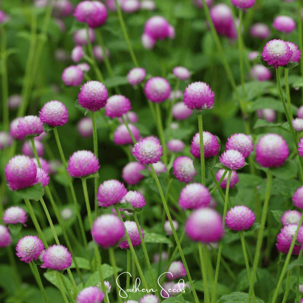 Rose Globosa Gomphrena – 50 Seeds | Seeds | Wiccan Center