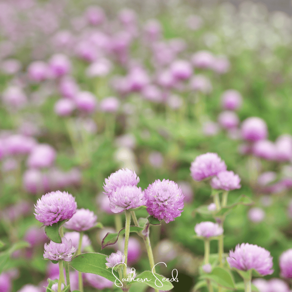 Rose Globosa Gomphrena – 50 Seeds | Seeds | Wiccan Center