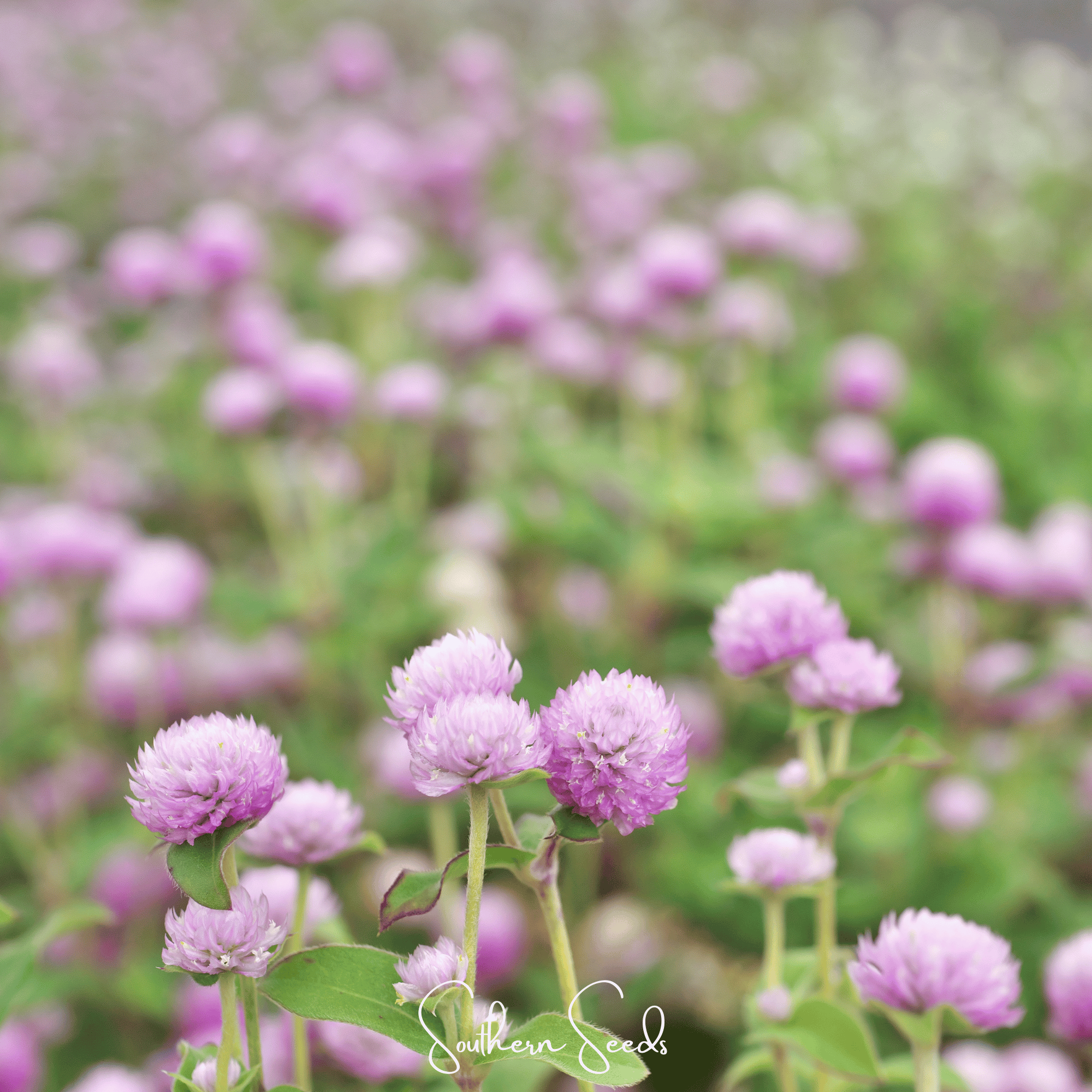 Rose Globosa Gomphrena – 50 Seeds | Seeds | Wiccan Center