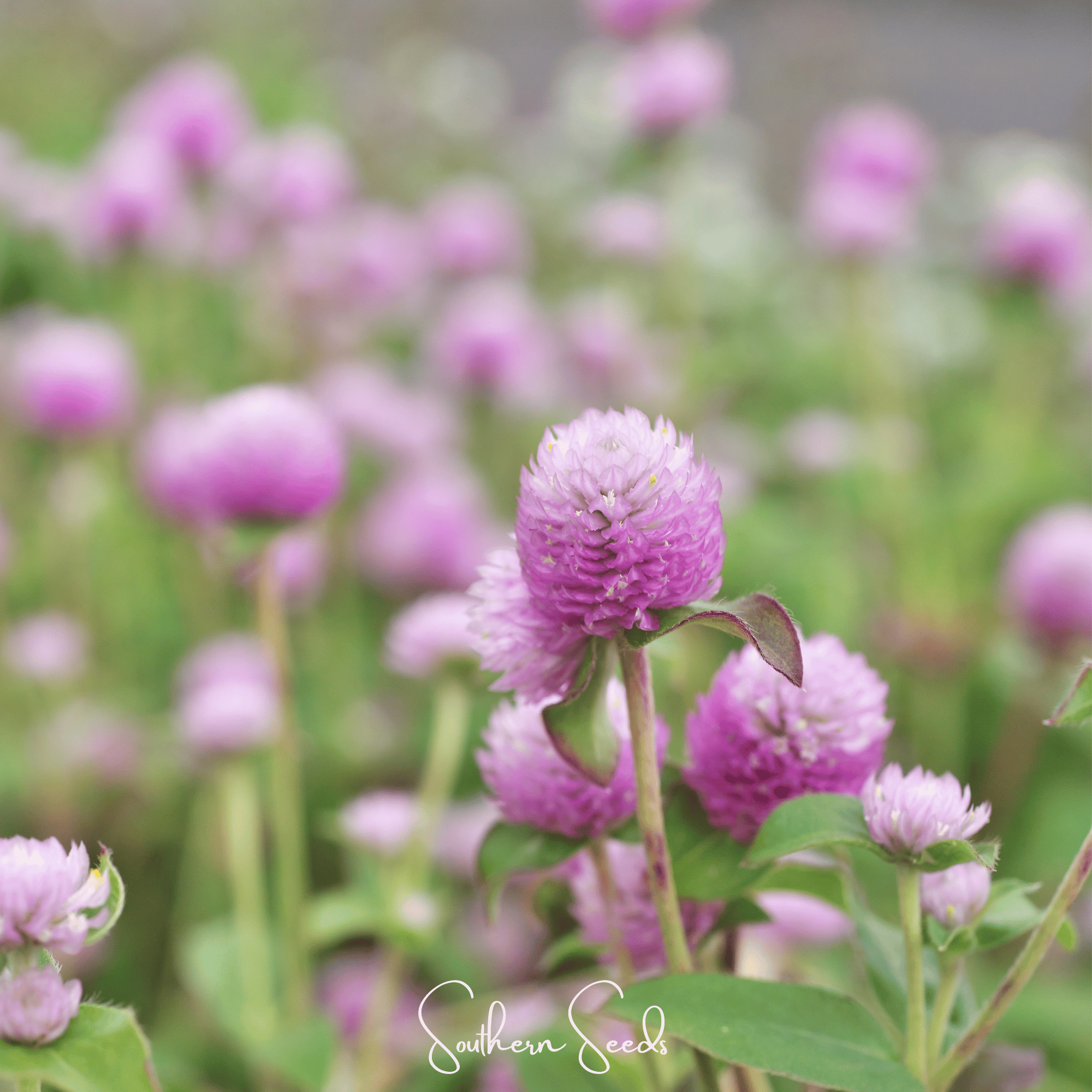 Rose Globosa Gomphrena – 50 Seeds | Seeds | Wiccan Center