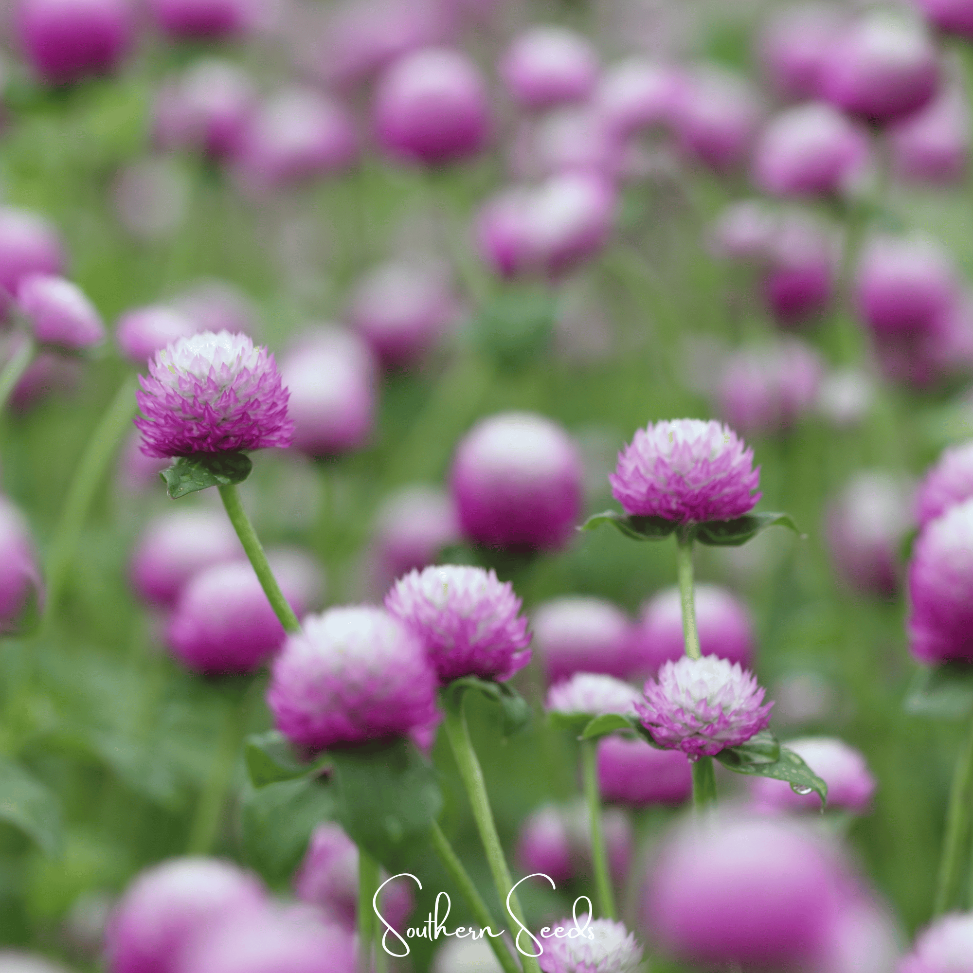 Rose Globosa Gomphrena – 50 Seeds | Seeds | Wiccan Center