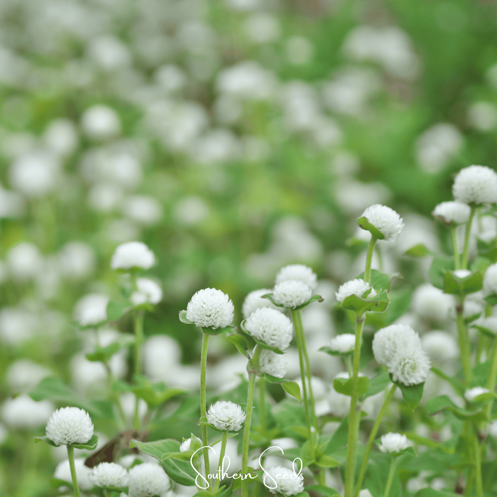 White Globosa Gomphrena – 50 Seeds | Seeds | Wiccan Center