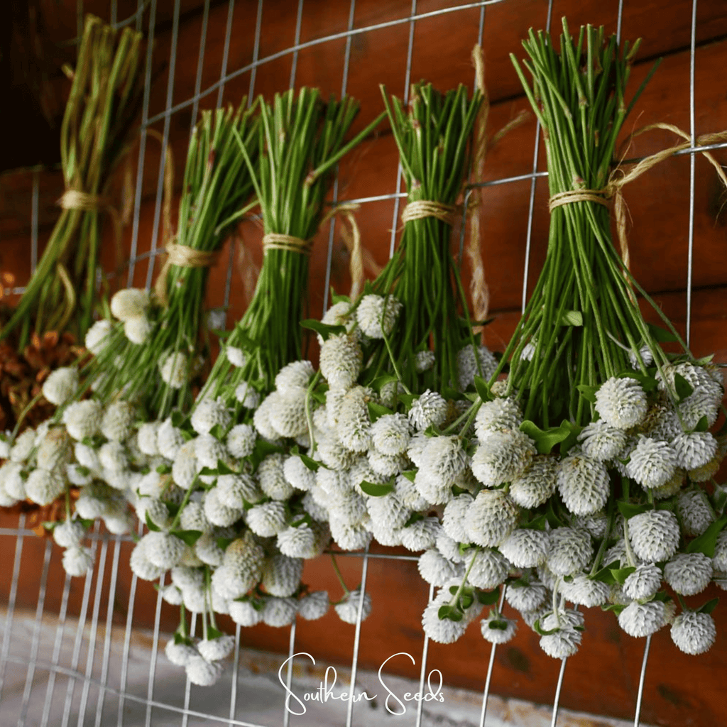 White Globosa Gomphrena – 50 Seeds | Seeds | Wiccan Center