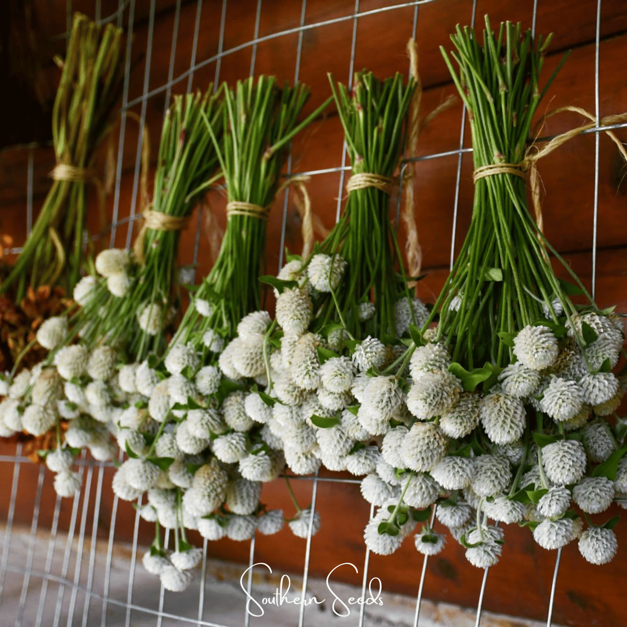 White Globosa Gomphrena – 50 Seeds | Seeds | Wiccan Center