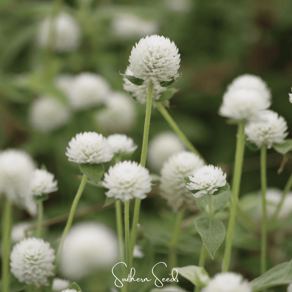 White Globosa Gomphrena – 50 Seeds | Seeds | Wiccan Center