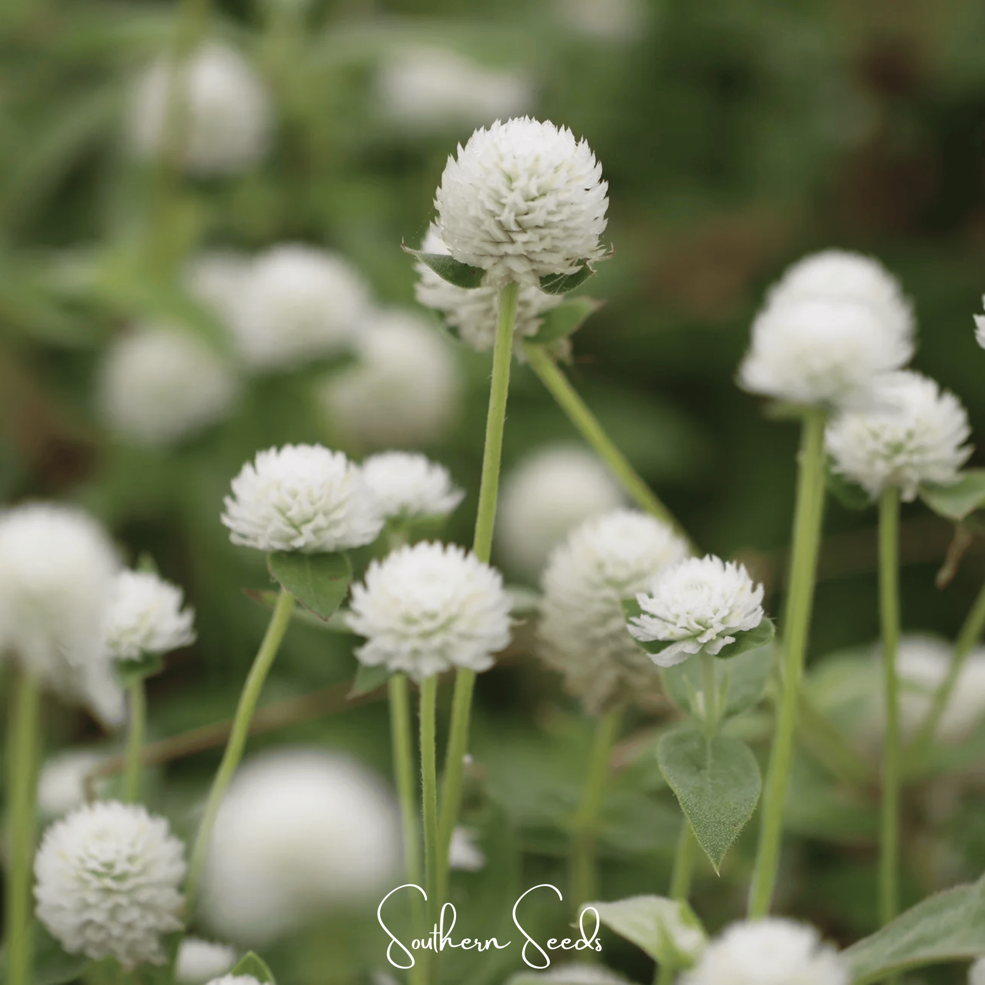 White Globosa Gomphrena – 50 Seeds | Seeds | Wiccan Center