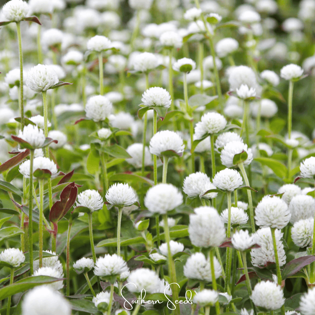 White Globosa Gomphrena – 50 Seeds | Seeds | Wiccan Center