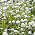 White Globosa Gomphrena – 50 Seeds | Seeds | Wiccan Center