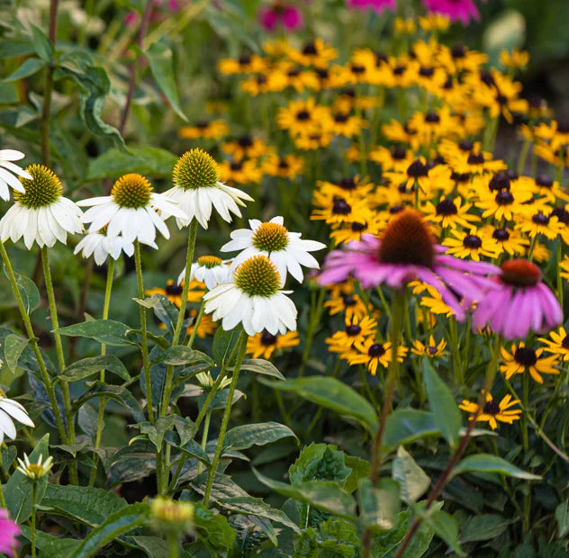 GoodBug™ Wildflower Mix A Natural Way to Fight Garden Pests—Without Chemicals | | Wiccan Center