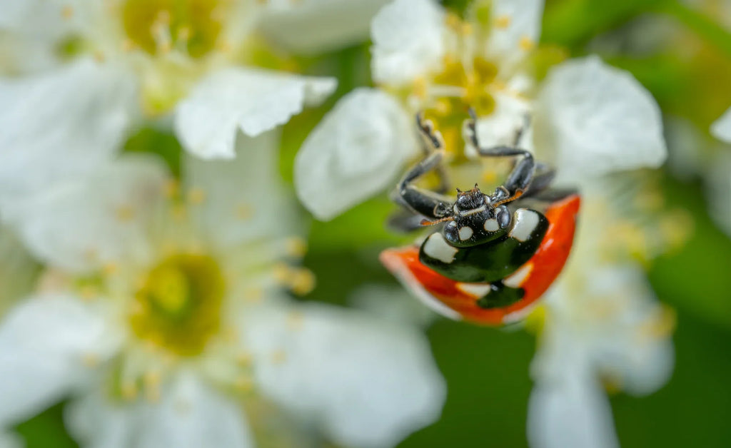 GoodBug™ Wildflower Mix A Natural Way to Fight Garden Pests—Without Chemicals | | Wiccan Center