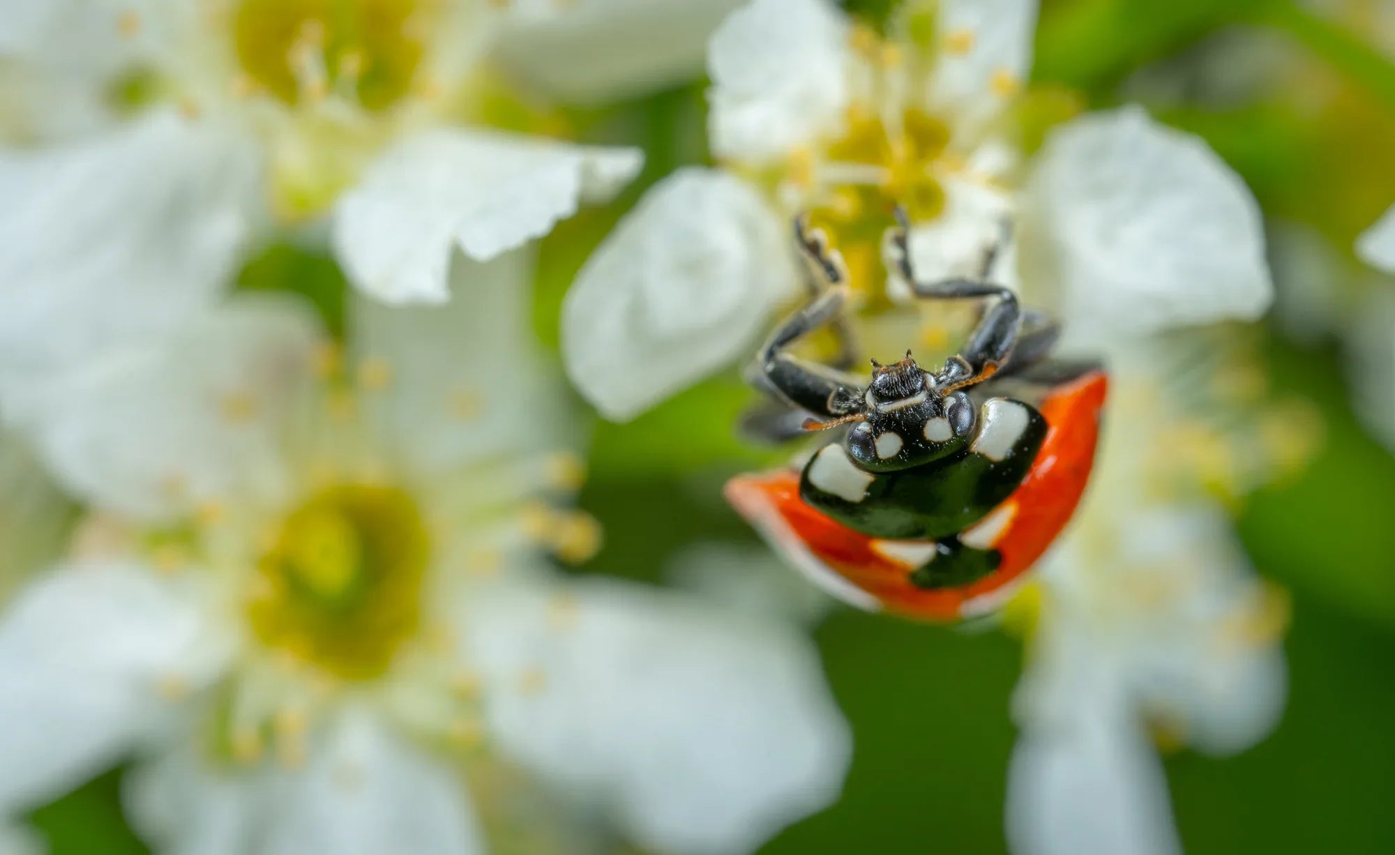 GoodBug™ Wildflower Mix A Natural Way to Fight Garden Pests—Without Chemicals | | Wiccan Center