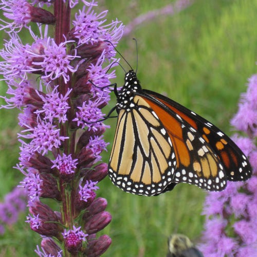 GoodBug™ Wildflower Mix A Natural Way to Fight Garden Pests—Without Chemicals | | Wiccan Center