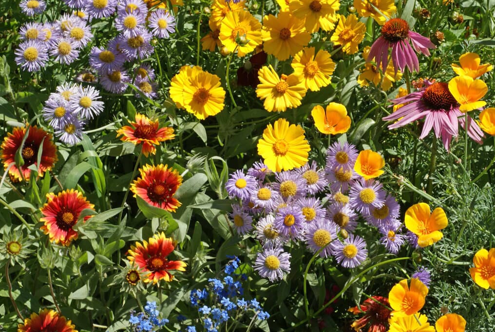 GoodBug™ Wildflower Mix A Natural Way to Fight Garden Pests—Without Chemicals | | Wiccan Center