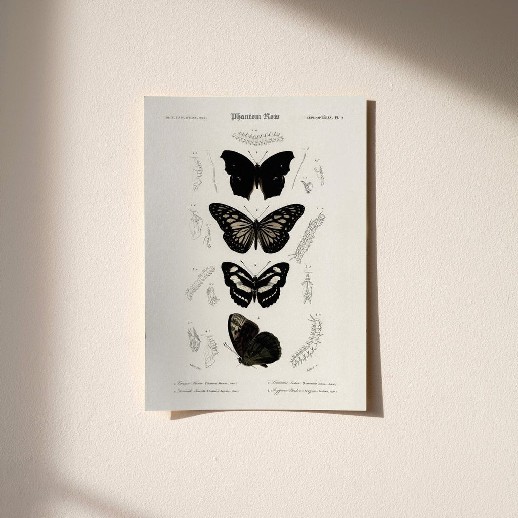 “Gothic Butterflies” Vintage Scientific Art Print | Home Decor | Wiccan Center