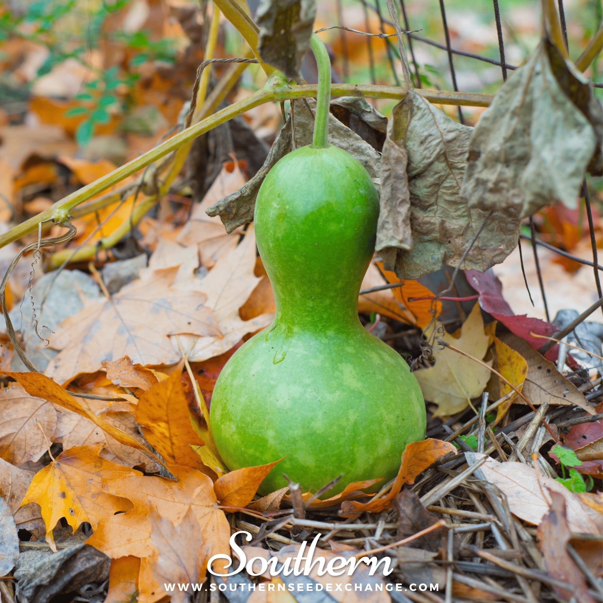Birdhouse Bottle Gourd – 15 Seeds | | Wiccan Center