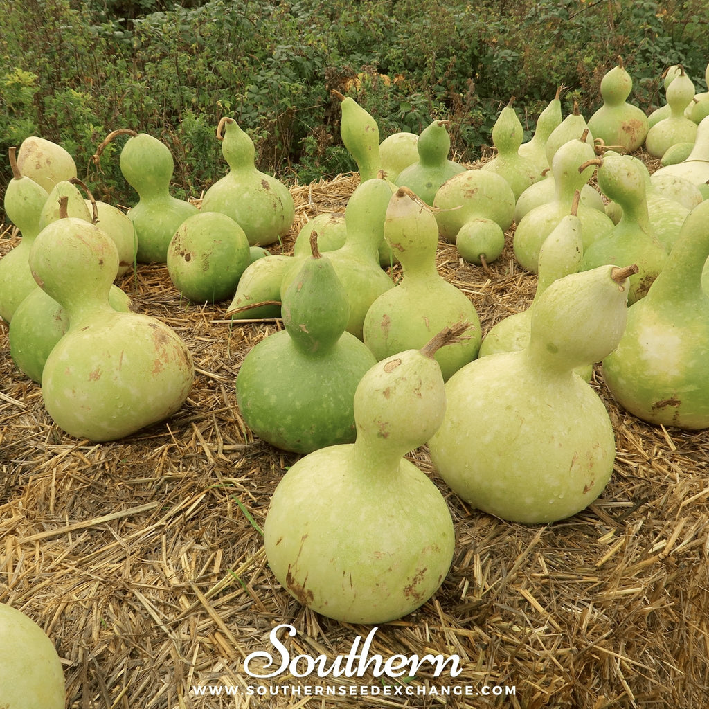 Birdhouse Bottle Gourd – 15 Seeds | | Wiccan Center