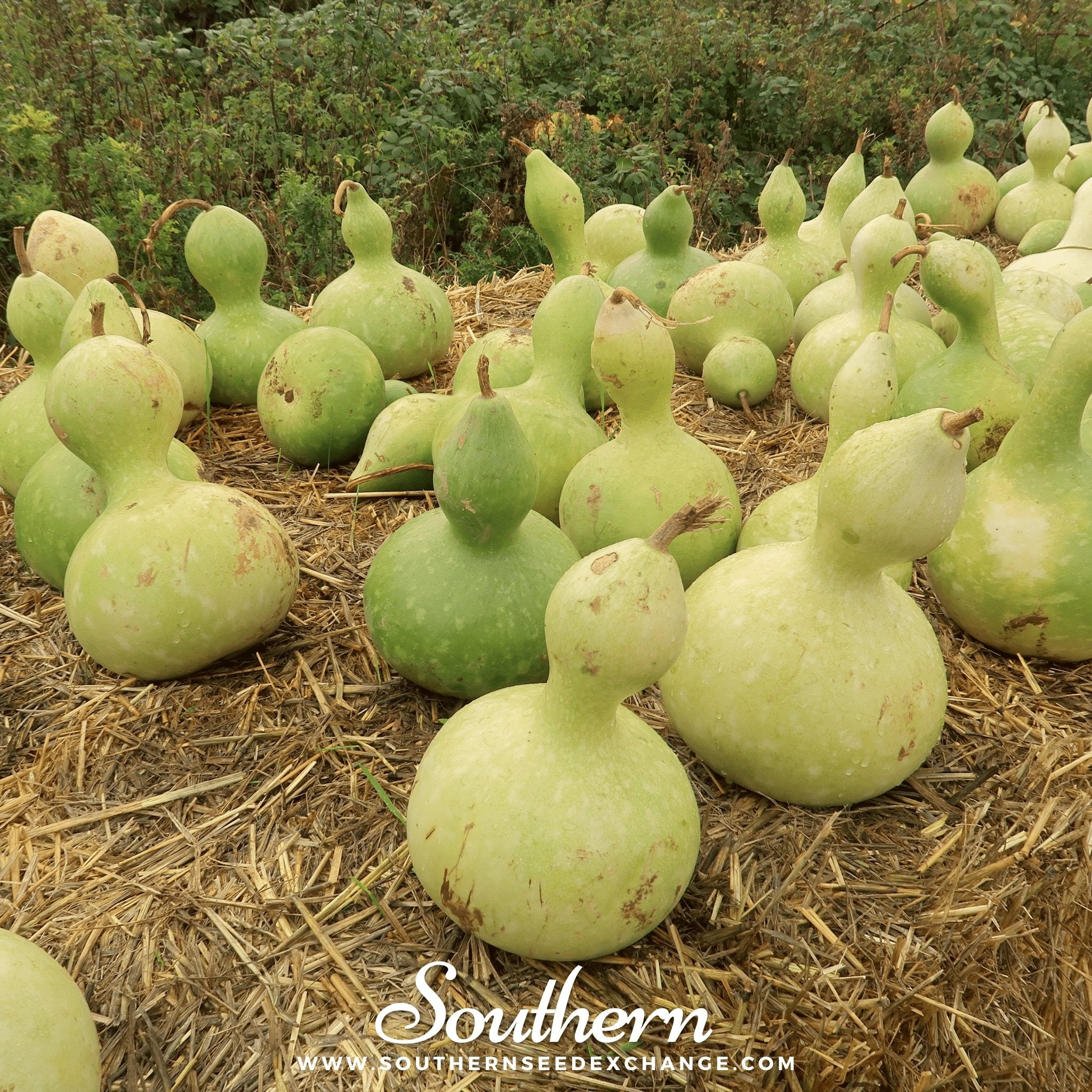 Birdhouse Bottle Gourd – 15 Seeds | | Wiccan Center