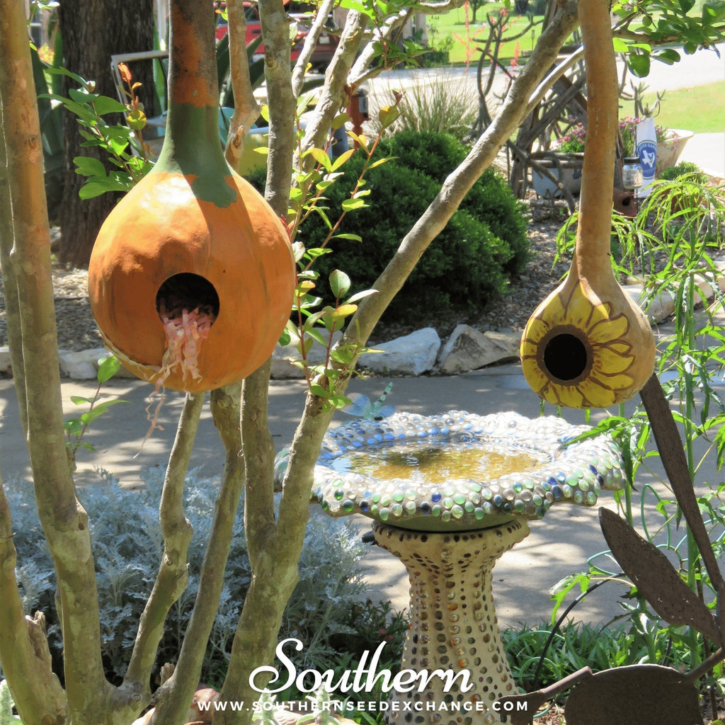 Birdhouse Bottle Gourd – 15 Seeds | | Wiccan Center