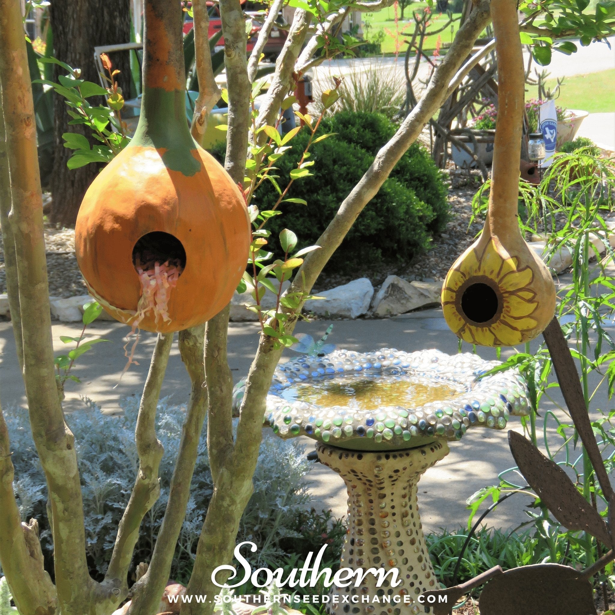 Birdhouse Bottle Gourd – 15 Seeds | | Wiccan Center