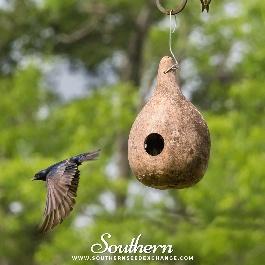 Birdhouse Bottle Gourd – 15 Seeds | | Wiccan Center