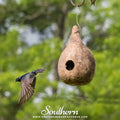 Birdhouse Bottle Gourd – 15 Seeds | | Wiccan Center
