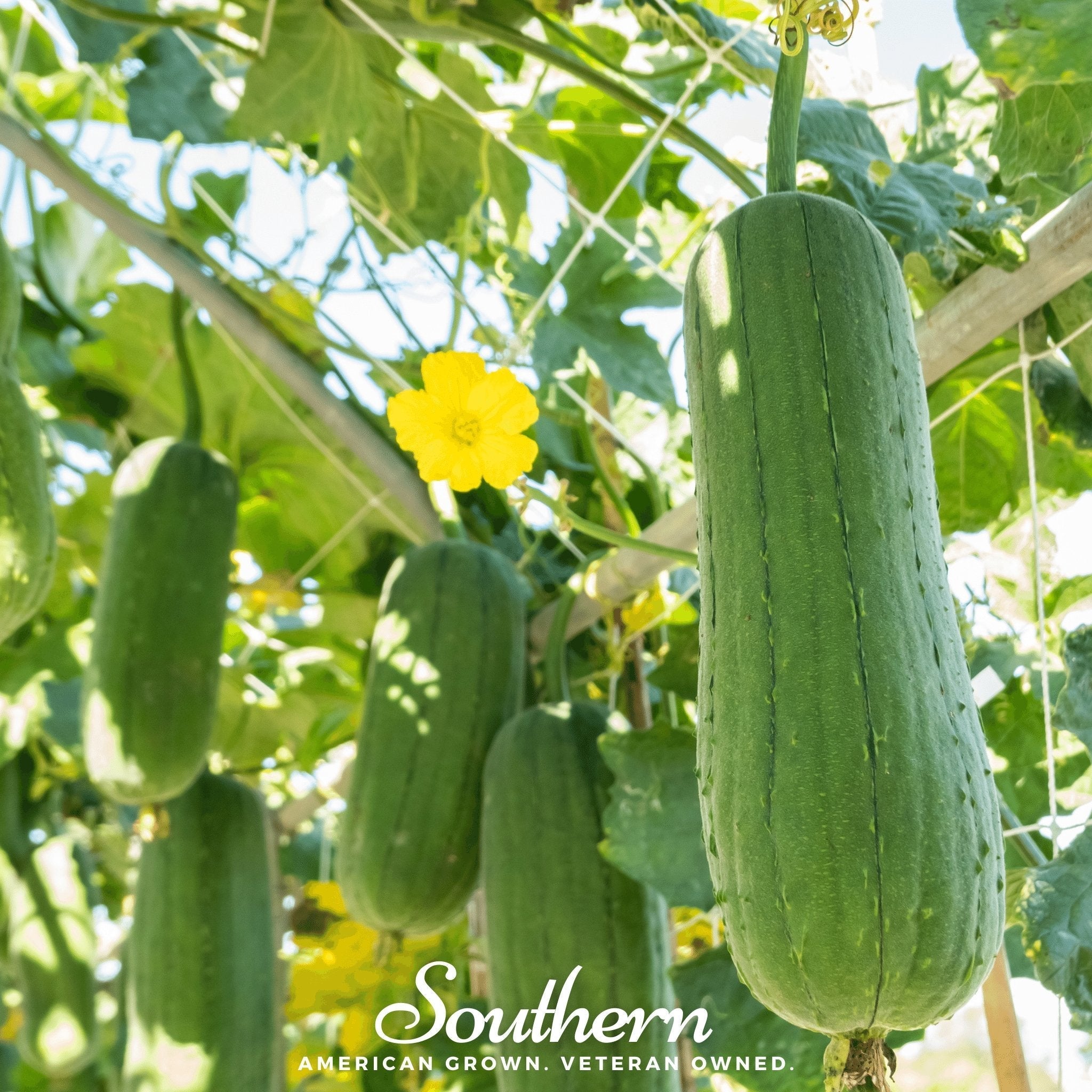 Luffa Gourd – 20 Seeds | Seeds | Wiccan Center