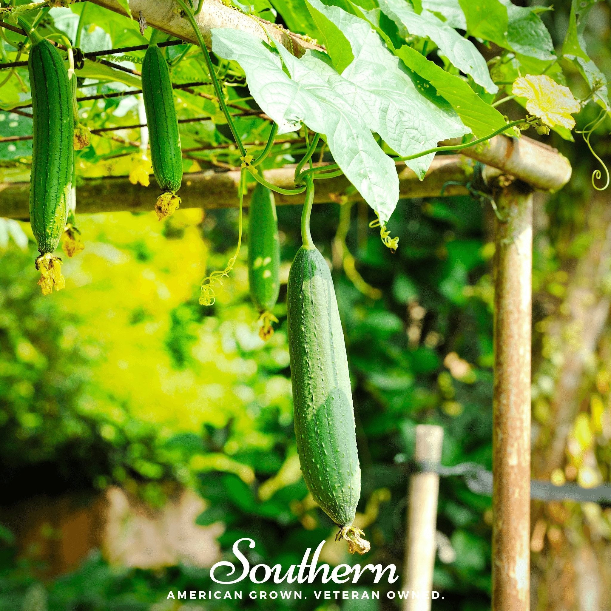 Luffa Gourd – 20 Seeds | Seeds | Wiccan Center