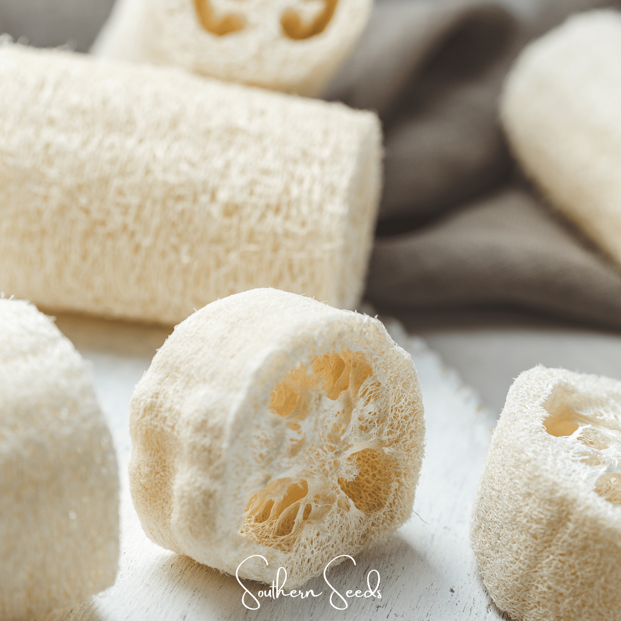 Luffa Gourd – 20 Seeds | Seeds | Wiccan Center