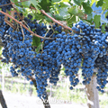 Wine Grapes – 35 Seeds | | Wiccan Center