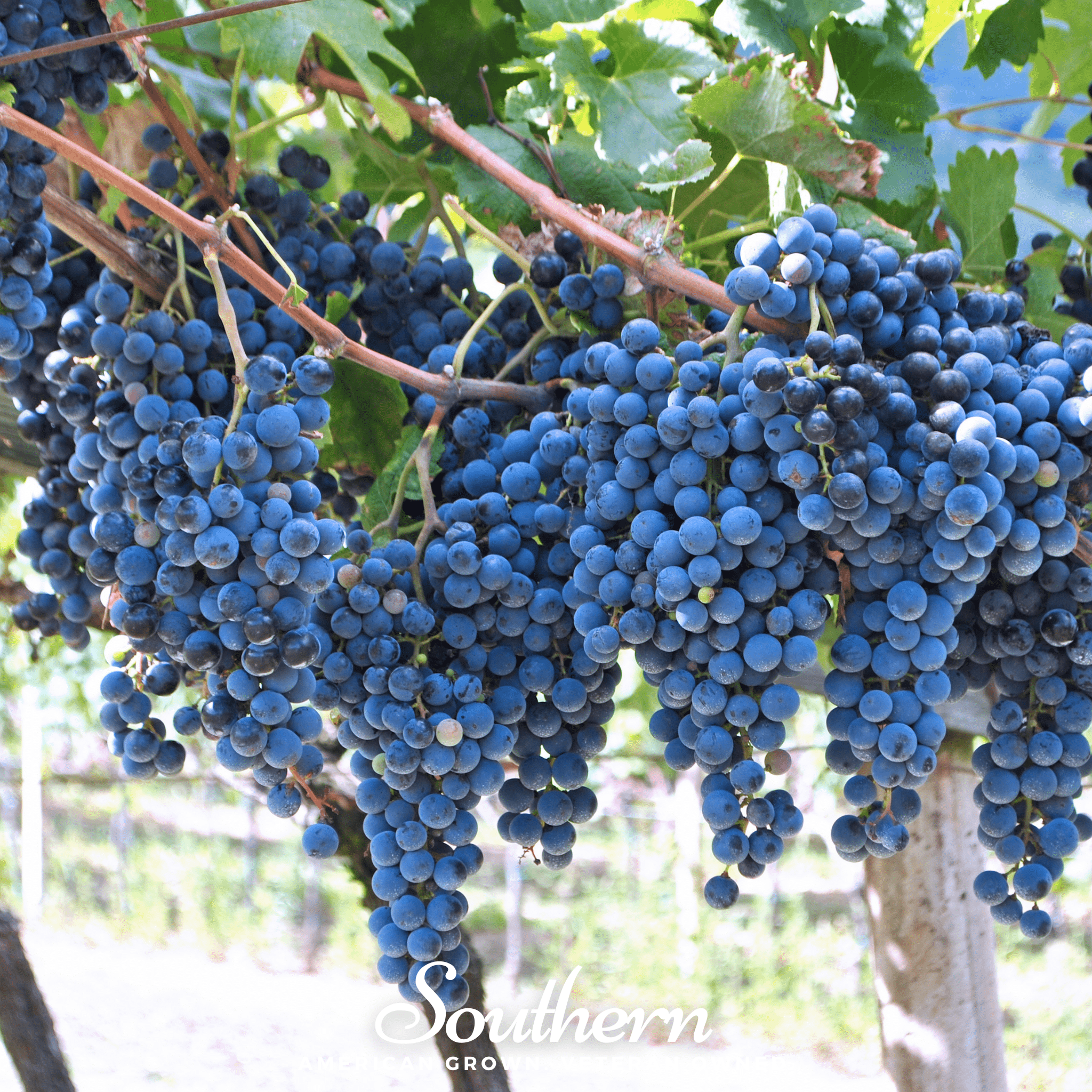 Wine Grapes – 35 Seeds | | Wiccan Center