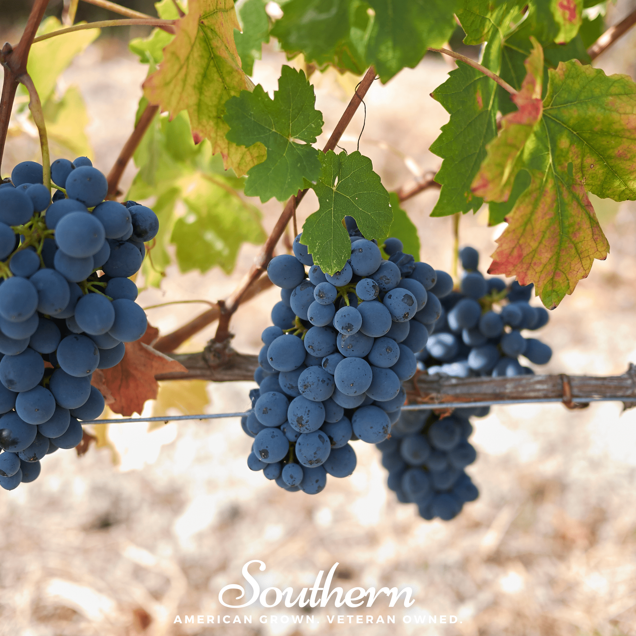 Wine Grapes – 35 Seeds | | Wiccan Center
