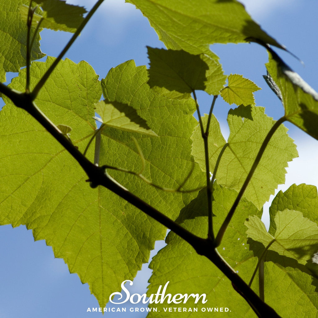 Wine Grapes – 35 Seeds | | Wiccan Center