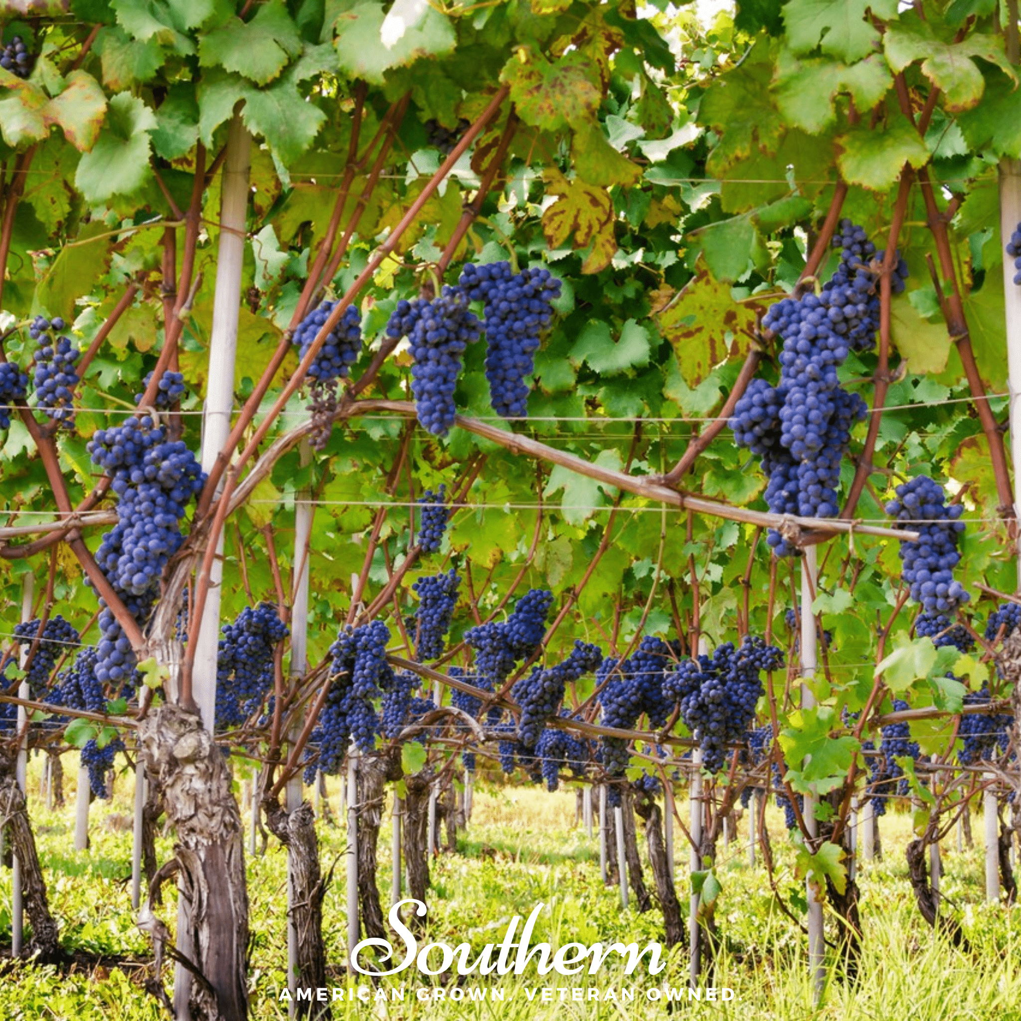 Wine Grapes – 35 Seeds | | Wiccan Center