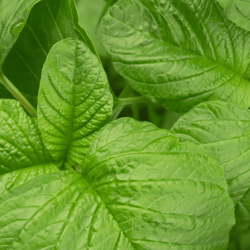 Green Callaloo Amaranth – 100 Seeds | Seeds | Wiccan Center