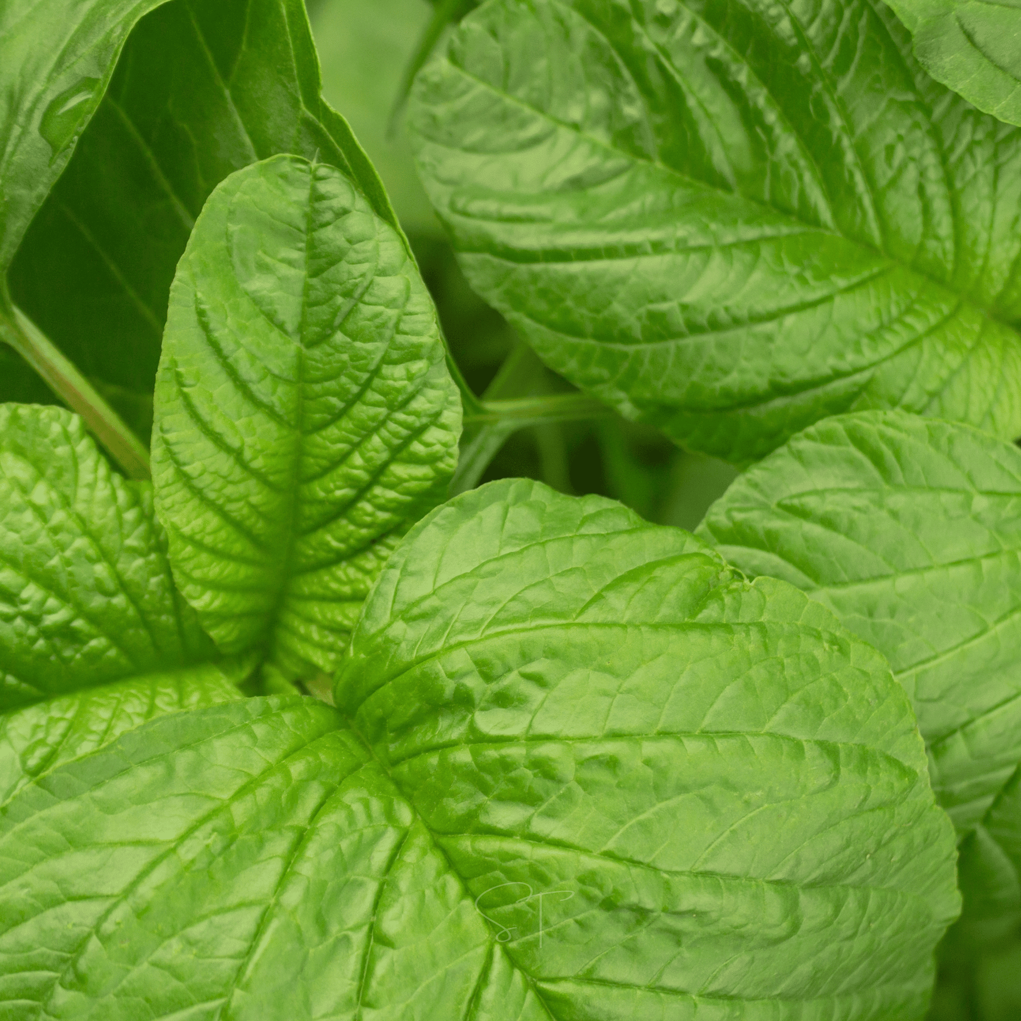 Green Callaloo Amaranth – 100 Seeds | Seeds | Wiccan Center