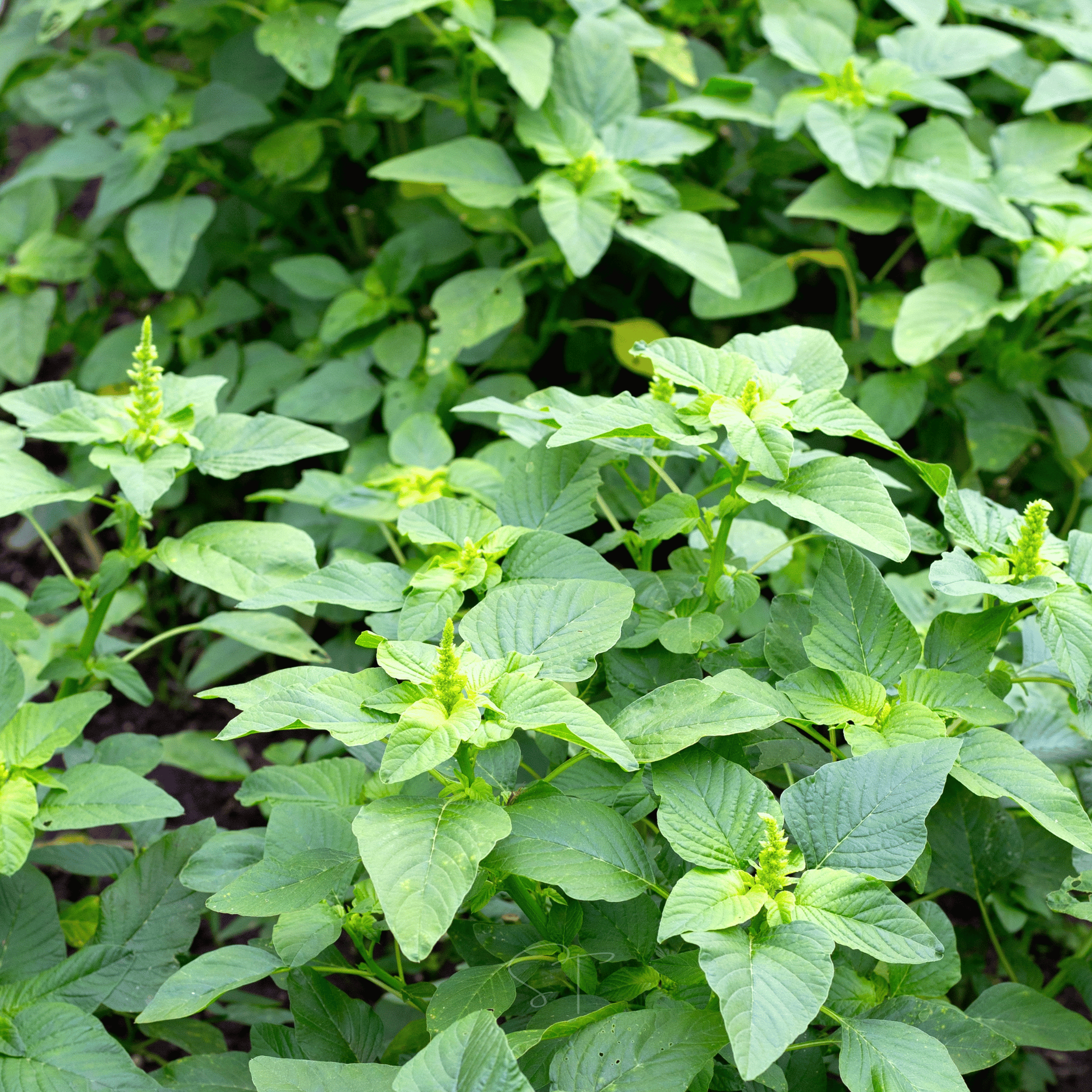 Green Callaloo Amaranth – 100 Seeds | Seeds | Wiccan Center