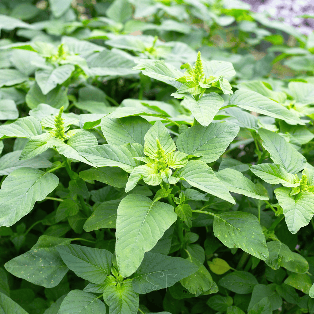 Green Callaloo Amaranth – 100 Seeds | Seeds | Wiccan Center