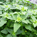 Green Callaloo Amaranth – 100 Seeds | Seeds | Wiccan Center