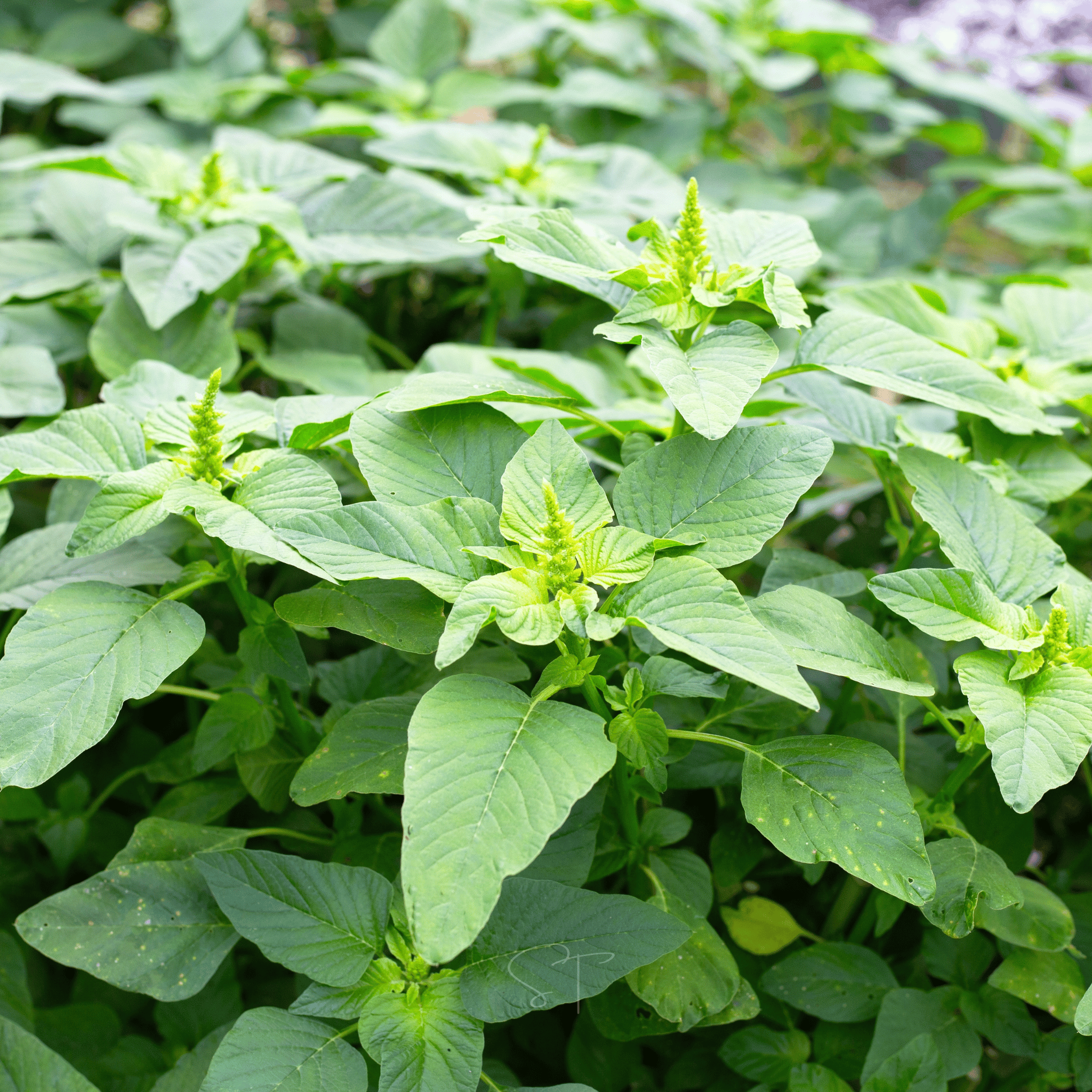 Green Callaloo Amaranth – 100 Seeds | Seeds | Wiccan Center