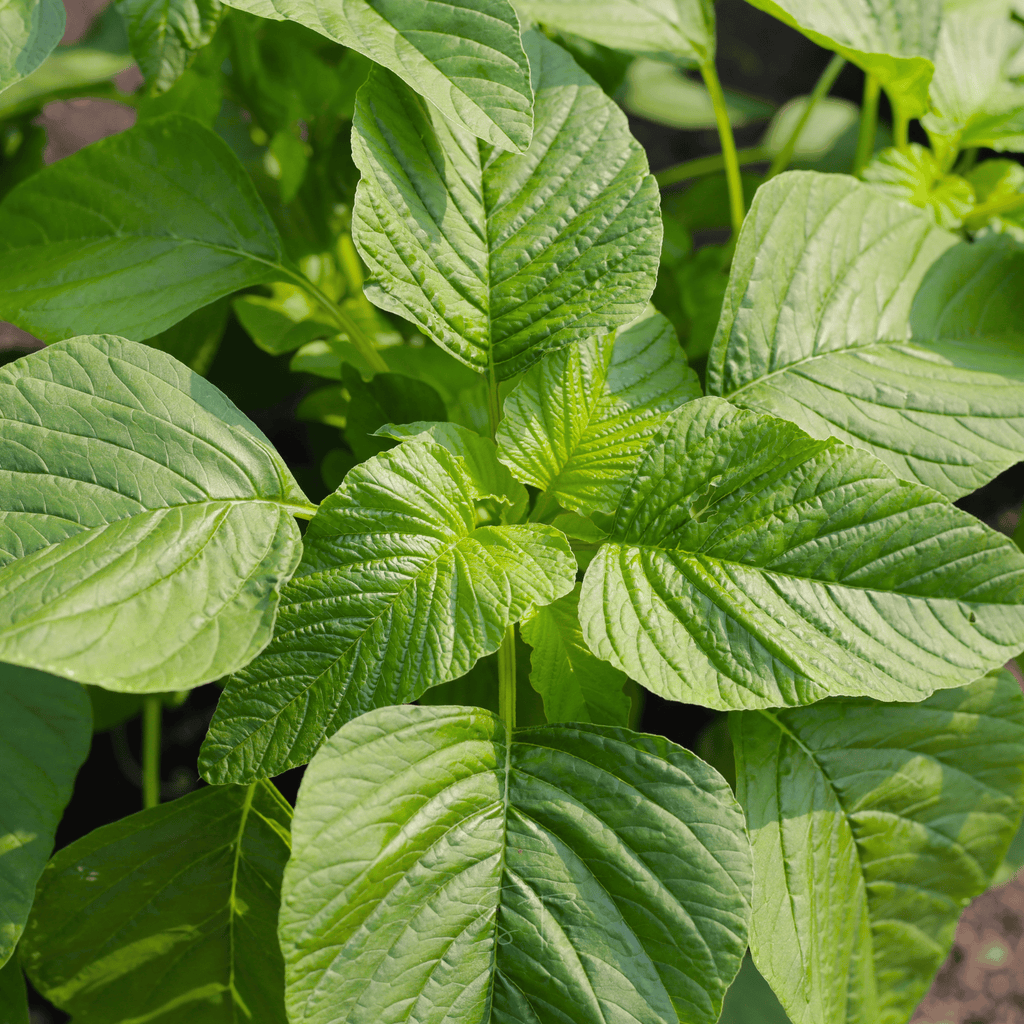 Green Callaloo Amaranth – 100 Seeds | Seeds | Wiccan Center