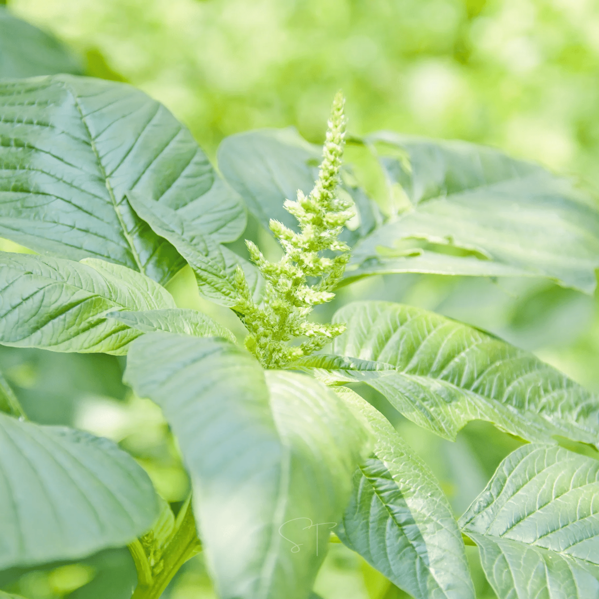 Green Callaloo Amaranth – 100 Seeds | Seeds | Wiccan Center