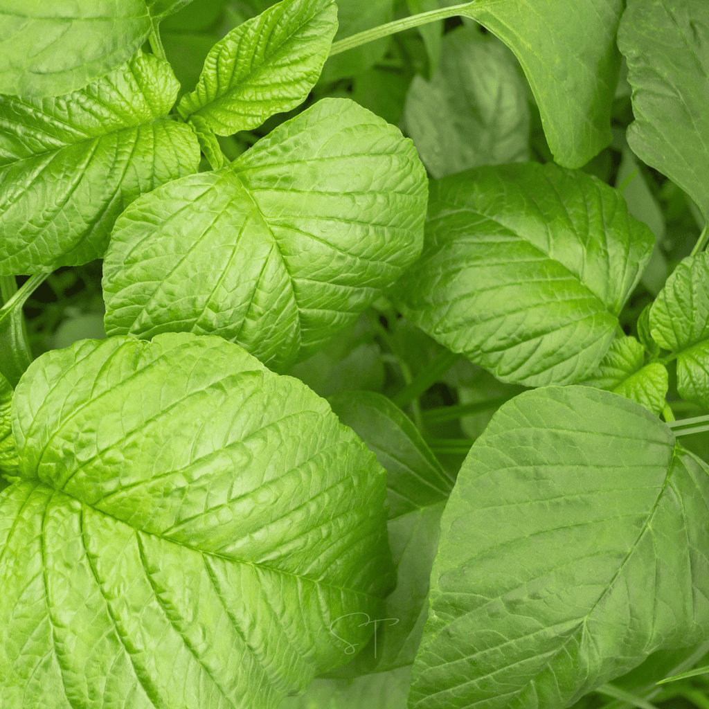 Green Callaloo Amaranth – 100 Seeds | Seeds | Wiccan Center