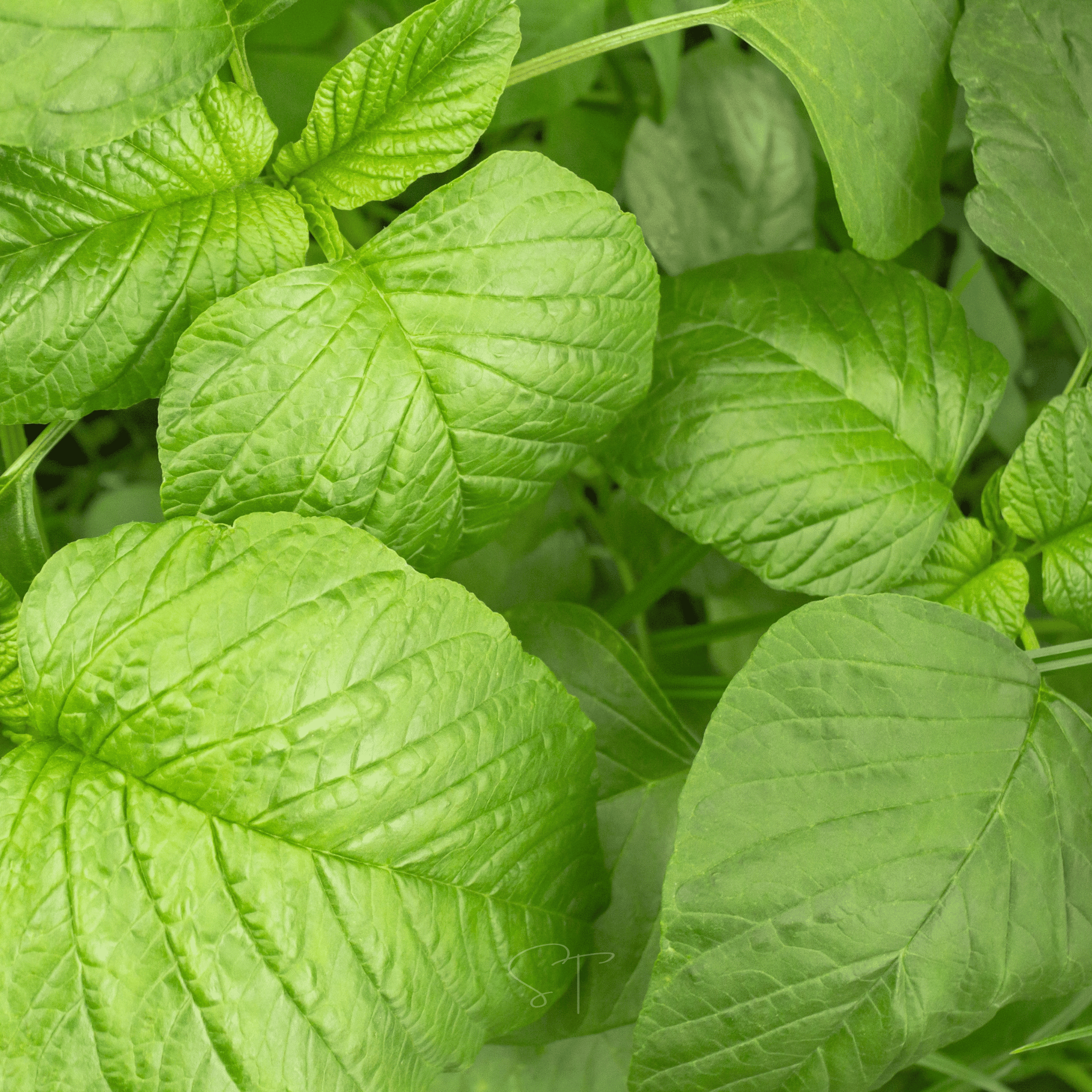 Green Callaloo Amaranth – 100 Seeds | Seeds | Wiccan Center