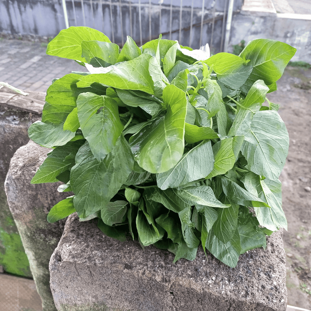 Green Callaloo Amaranth – 100 Seeds | Seeds | Wiccan Center