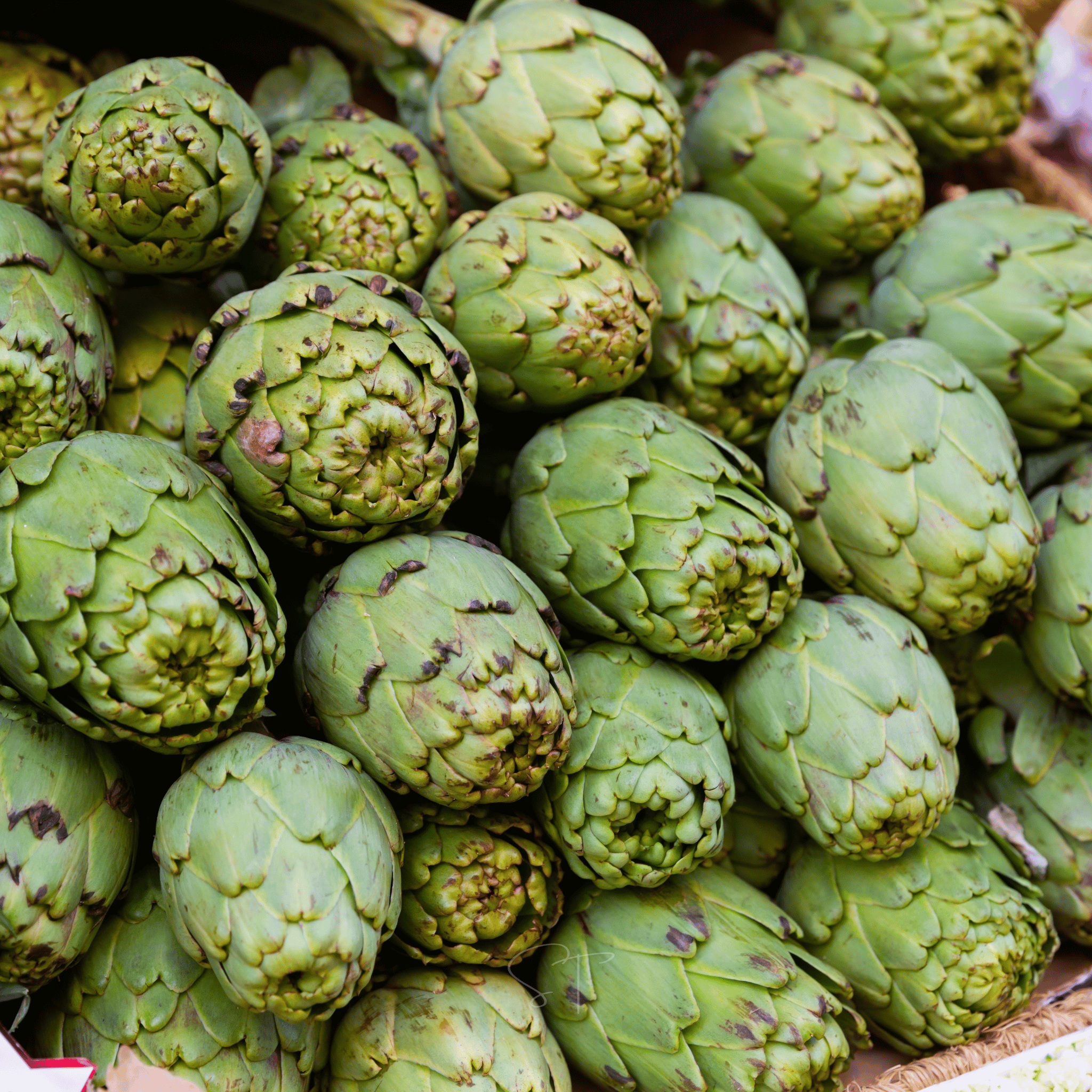 Green Globe Artichoke – 25 Seeds | Seeds | Wiccan Center